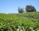 Munnar tea gardens
